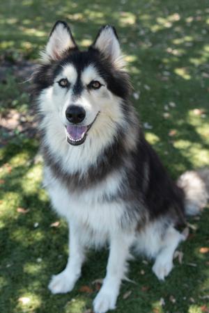 Glitter Girl, Alaskan Husky Mix, adult, available for adoption