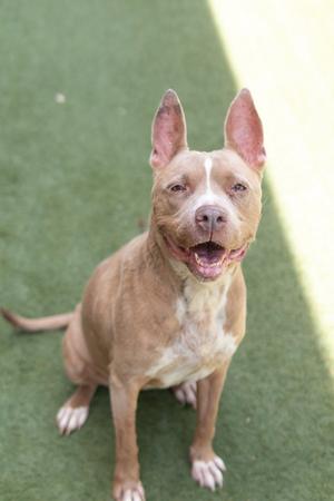 A tan pit bull dog with white markings on its chest and face sits on green turf, looking up with its mouth open and tongue visible.