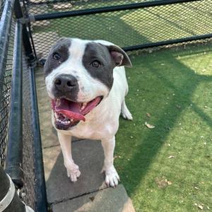 A happy dog with a white and black face, standing on a concrete surface with green grass in the background.