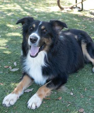MAX, Australian Shepherd Mix, adult, available for adoption