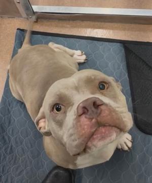 A light-colored dog lying on a blue mat, looking up with its head tilted.