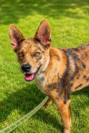 Snickers, Australian Cattle Dog and Catahoula Leopard Hound, young, available for adoption