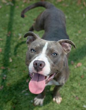 A happy pit bull dog with a gray and white coat, standing on green grass, looking up with its tongue out.