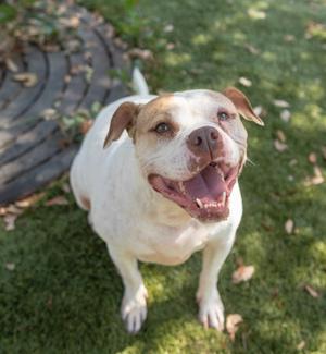 DULCE, Pit Bull Terrier Mix, adult, available for adoption