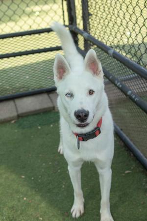A white dog with blue eyes and a red collar standing on grass in front of a chain-link fence.