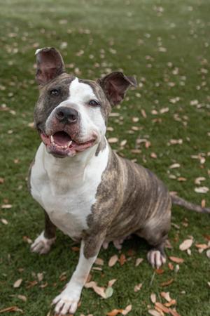 French Onion Soup, American Pit Bull Terrier Mix, adult, available for adoption