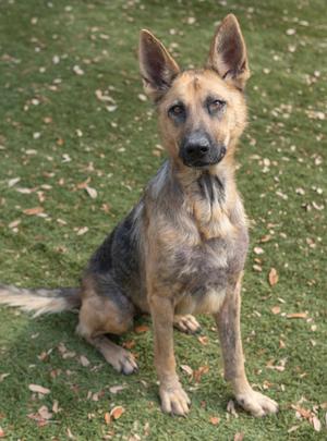 A German Shepherd dog sitting on a grassy area with scattered leaves.