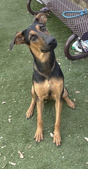 A black and tan dog sitting on a grassy surface, looking up with an attentive expression. The dog has a slender build, pointed ears, and a long snout. In the background, there is a metal bench with a blue rope tied to it.