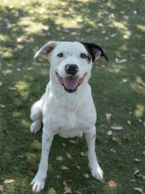 A white dog with black spots on its ears and back is sitting on a grassy area, looking up with its mouth open and tongue out. The dog has a happy expression and appears to be in a sunny outdoor setting with dappled sunlight and shadows on the ground.