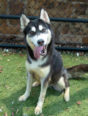 Mooney, Siberian Husky Mix, adult, available for adoption