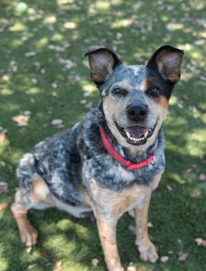 A blue heeler dog with a red collar sitting on grass