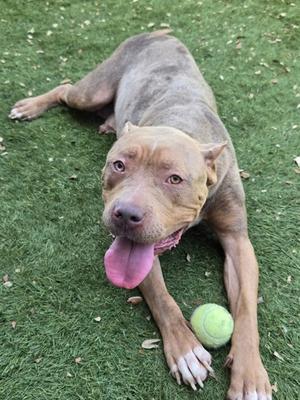 A brown dog with a pink tongue sticking out, lying on green grass next to a green tennis ball.