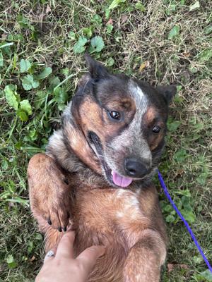 Beth, Australian Cattle Dog / Blue Heeler, adult, available for adoption