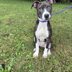 a black and white puppy with a blue leash sitting on grass