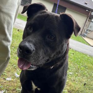 Bruno, Black Labrador Retriever, adult, available for adoption