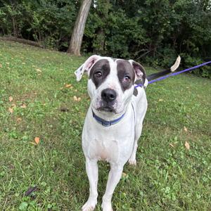 Poppy, American Bulldog, adult, available for adoption