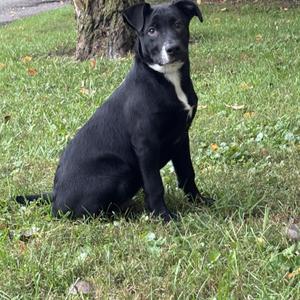 A black puppy with a white chest patch sitting on a grassy area.