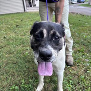 A black and white dog with a pink tongue sticking out, standing on grass with a person in the background.