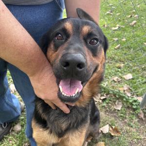 Rocco, Rottweiler / German Shepherd Dog, adult, available for adoption