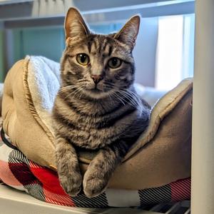Dylan, adult, available for adoption