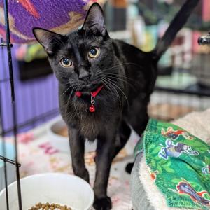 Allen, adult, available for adoption