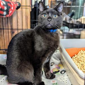 Josh, adult, available for adoption