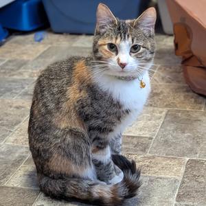 Elphaba, adult, available for adoption