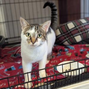 Cameron, adult, available for adoption