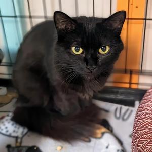 Glinda, adult, available for adoption