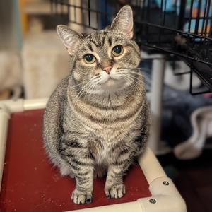 Celery, adult, available for adoption