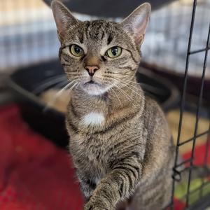 Anneliese, adult, available for adoption