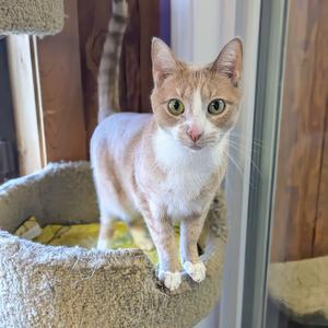 Butter Bean, adult, available for adoption