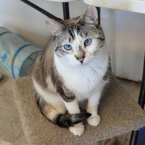 A tabby and white cat with bright blue eyes sits on a carpeted perch, looking directly at the camera.