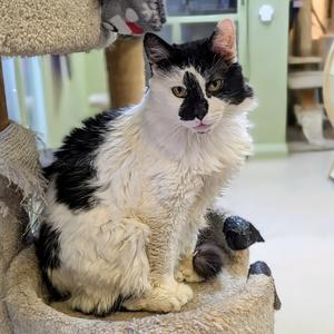 Cowboy, senior, available for adoption