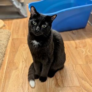 CJ, adult, available for adoption