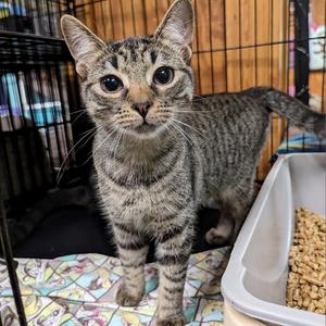 Alex, adult, available for adoption