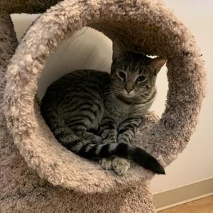 Louise, adult, available for adoption