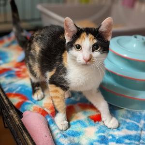 Gabbi, kitten, available for adoption