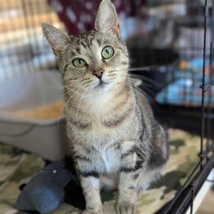 Adeline, adult, available for adoption