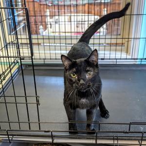 Cody, adult, available for adoption