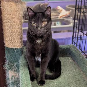 Cody, adult, available for adoption