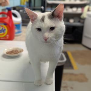 Buzzy, adult, available for adoption