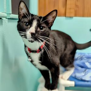 Huckleberry, adult, available for adoption