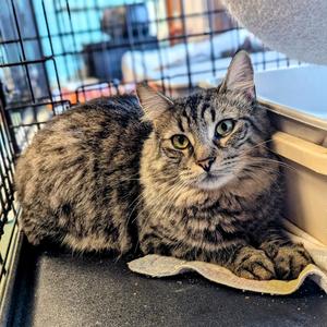 Benny, adult, available for adoption