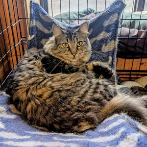 Benny, adult, available for adoption