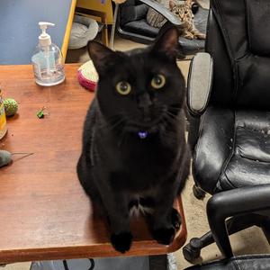 Fantasia, adult, available for adoption