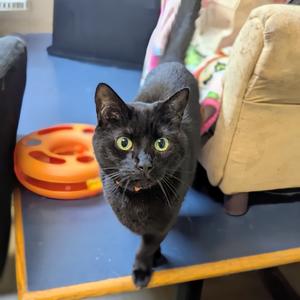 Fantasia, adult, available for adoption