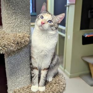 Diedra, adult, available for adoption