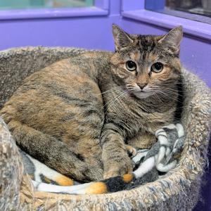 Gertie, adult, available for adoption