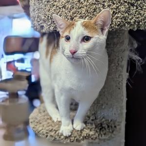 Coral, adult, available for adoption